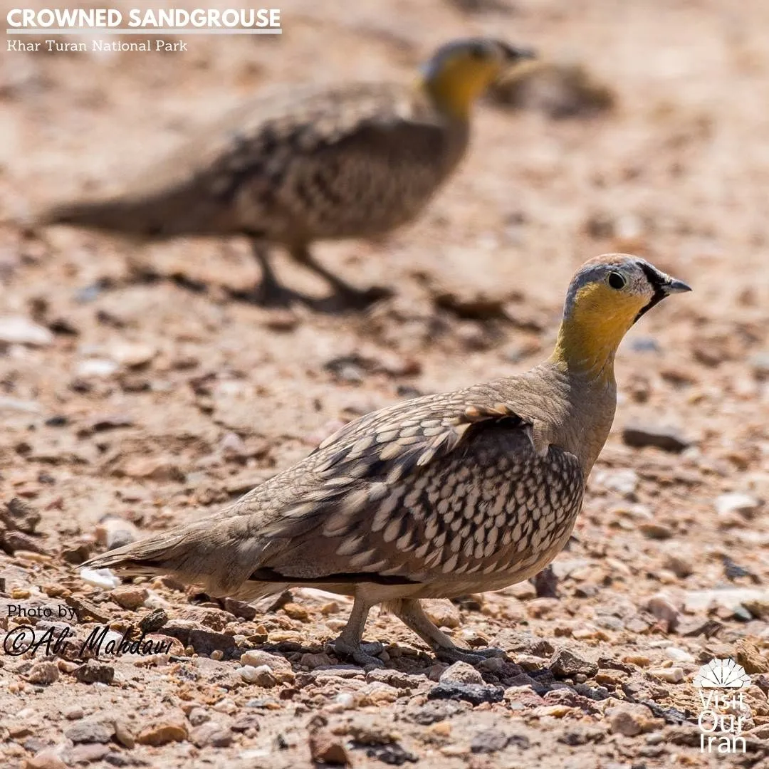 crowned sandgrouse
