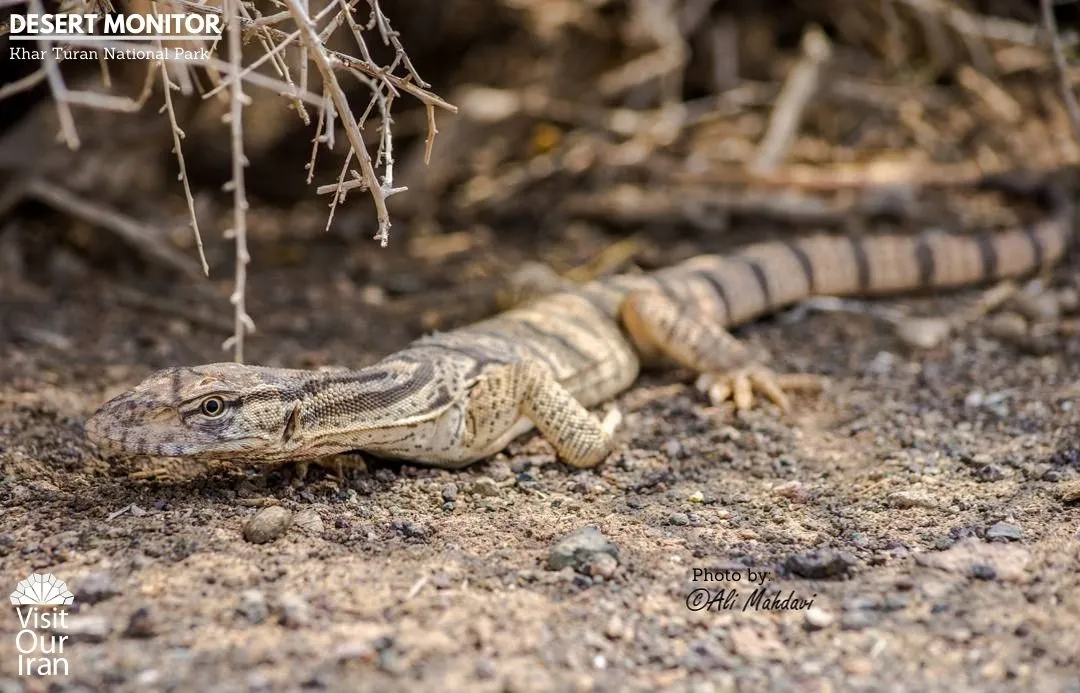 desert monitor 1