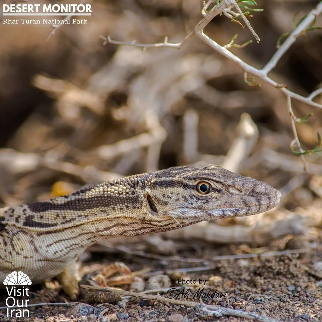 desert monitor