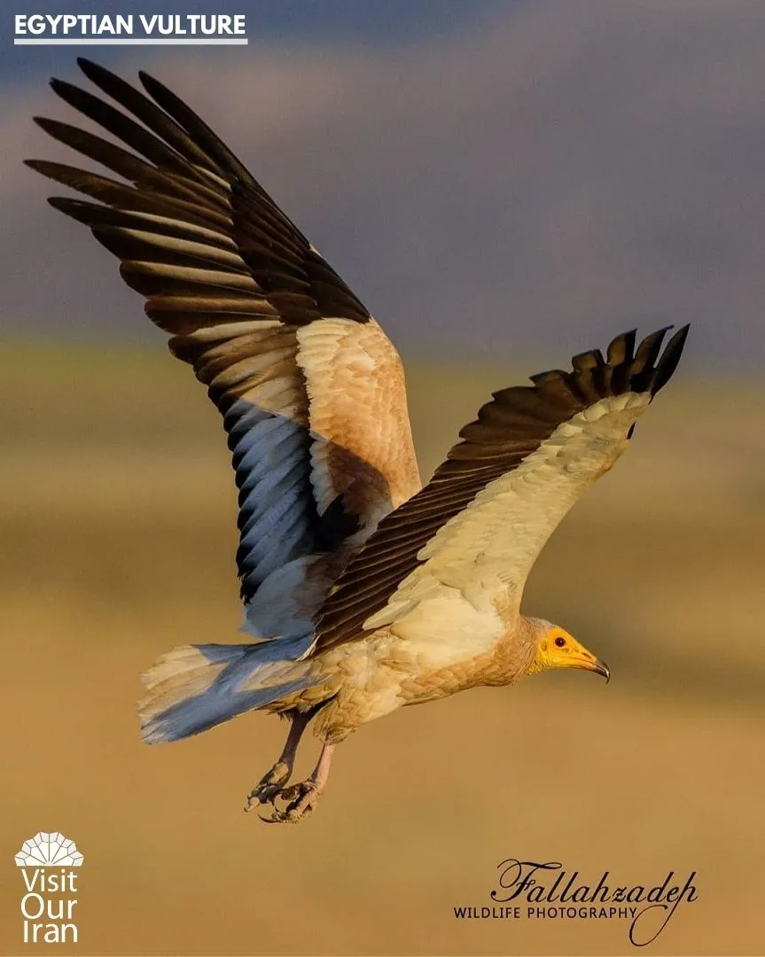 egyptian vulture
