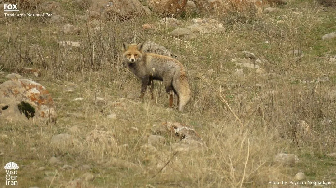 fox 1 1