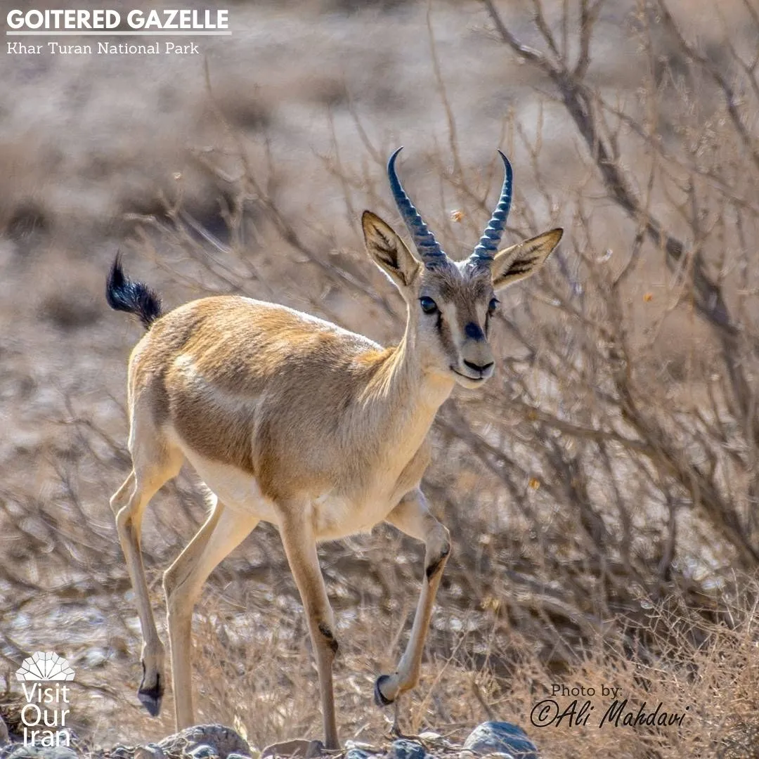goitered gazelle 1 1