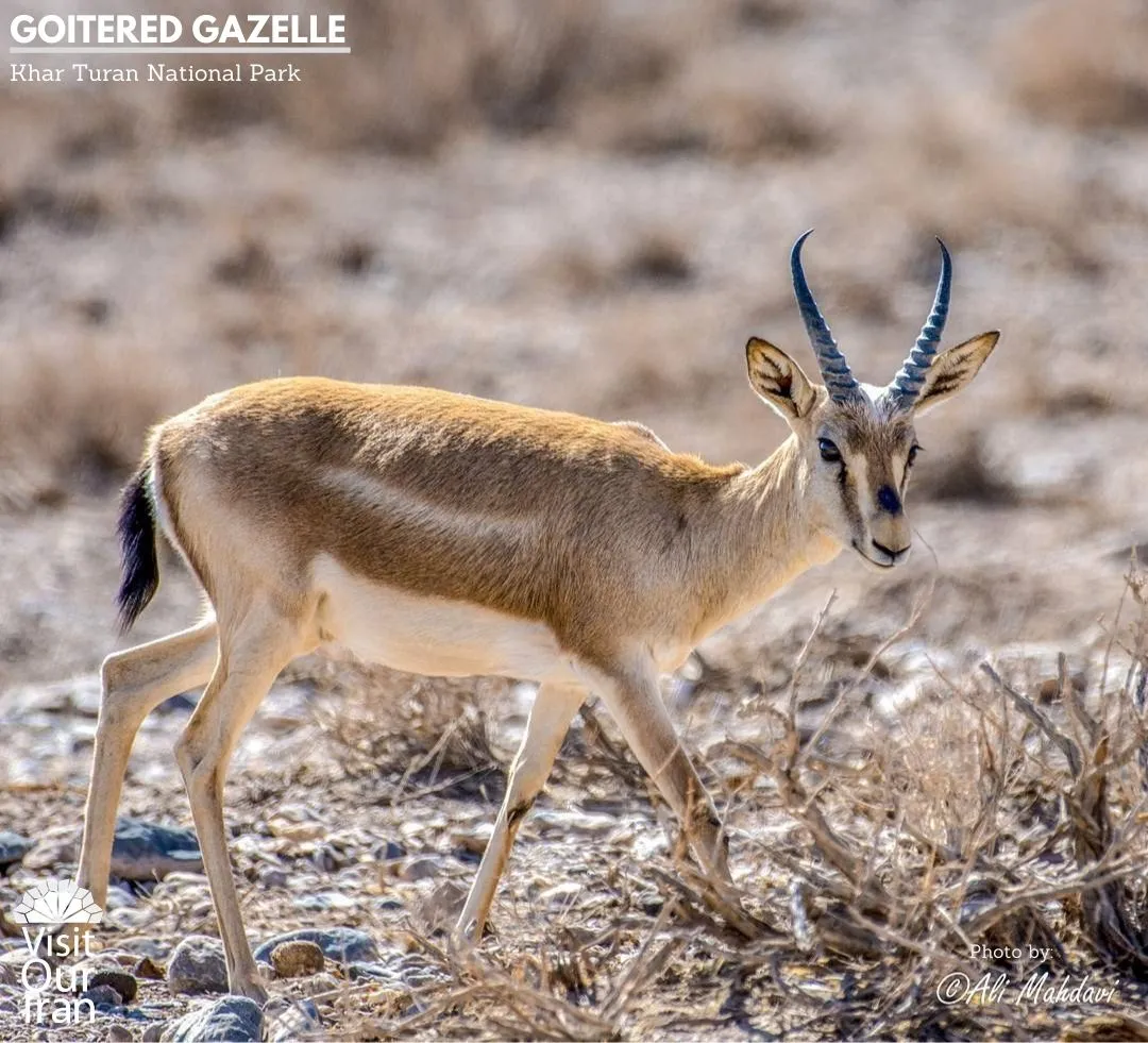 goitered gazelle 3