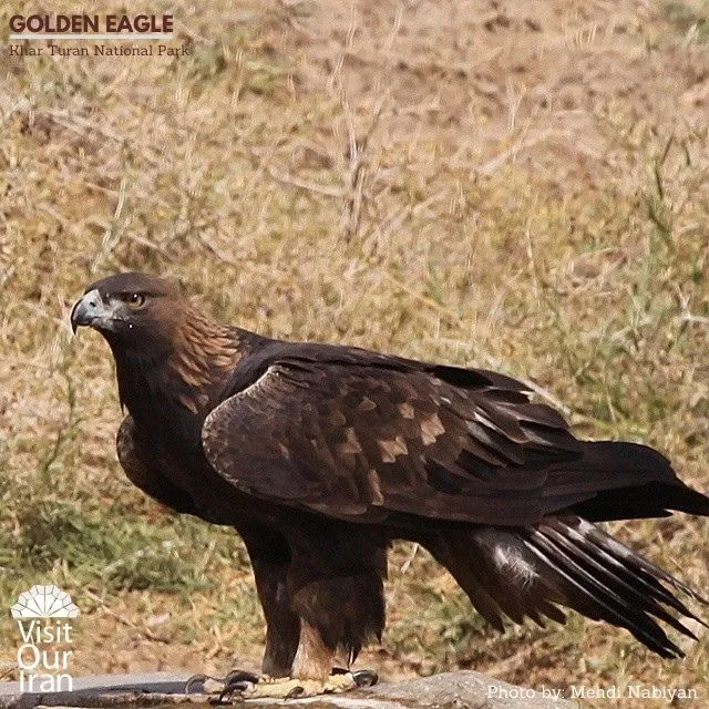 golden eagle 1