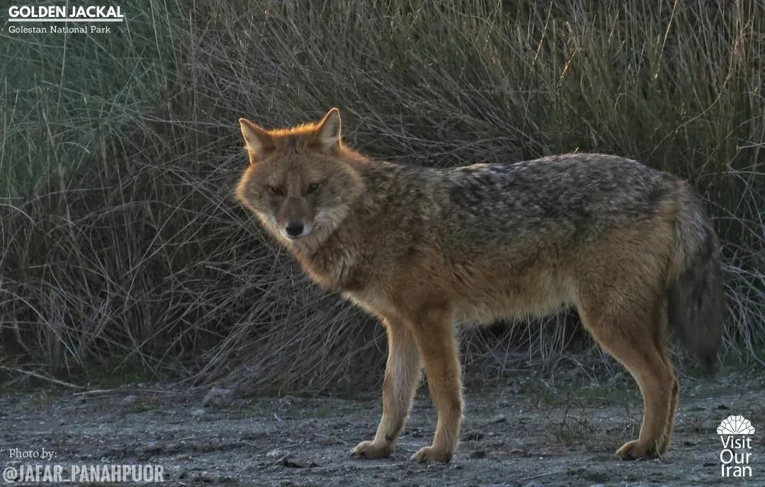 golden jackal