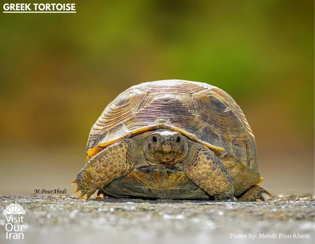 greek tortoise