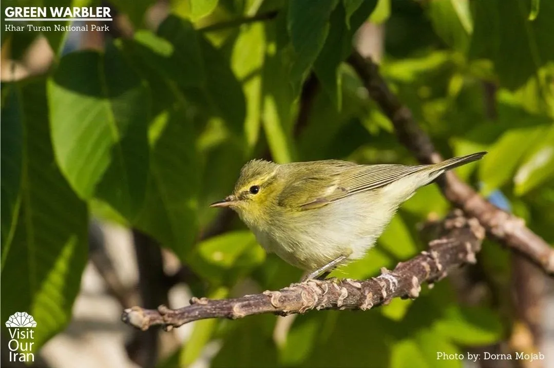 green warbler