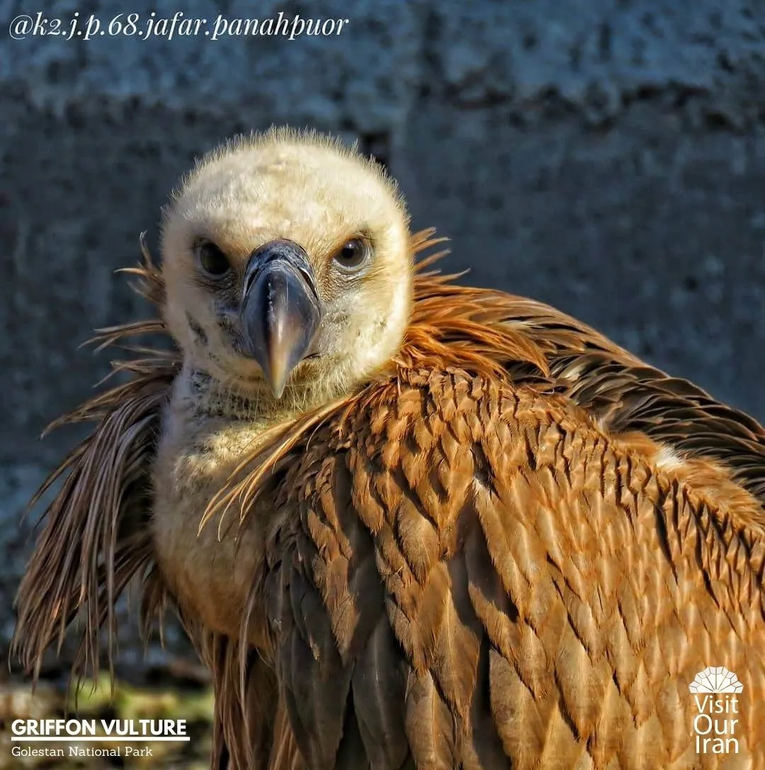 griffon vulture