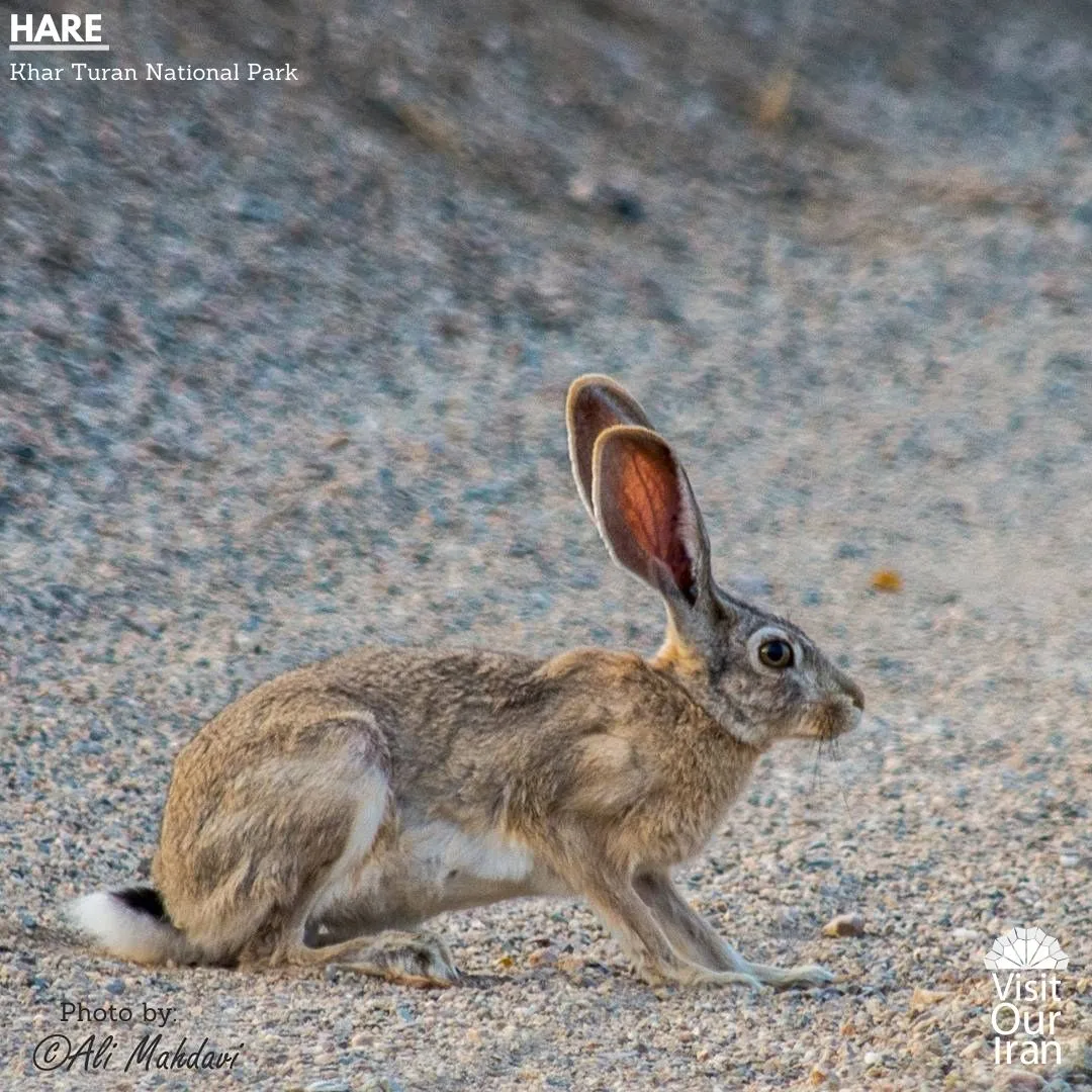 hare