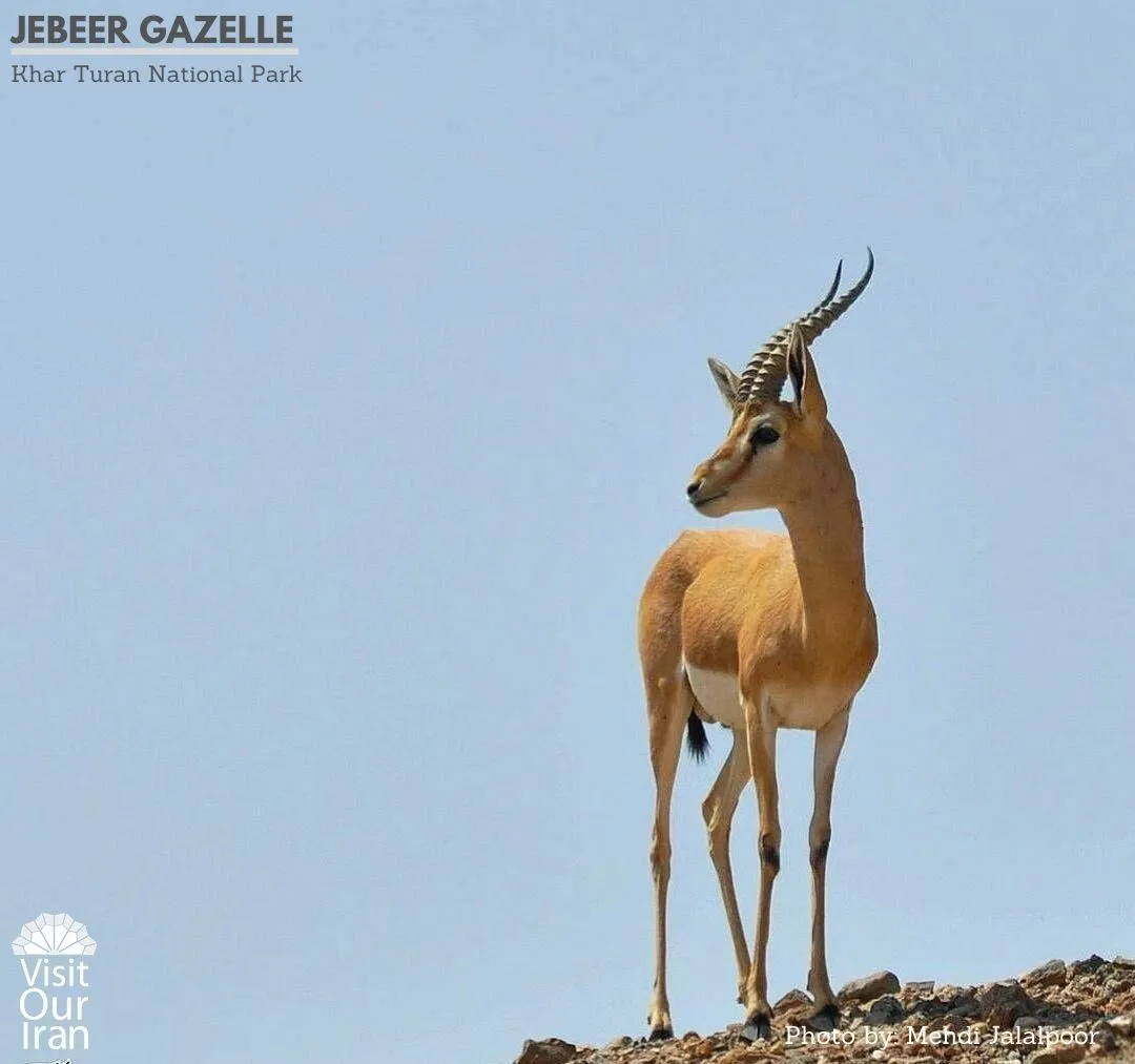 jebeer gazelle 1