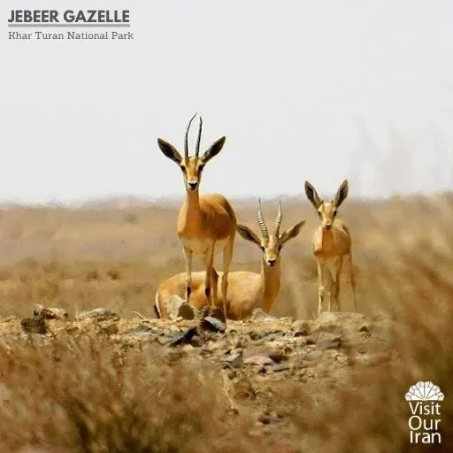 jebeer gazelle 2