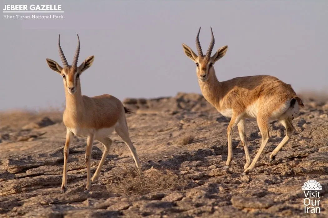 jebeer gazelle