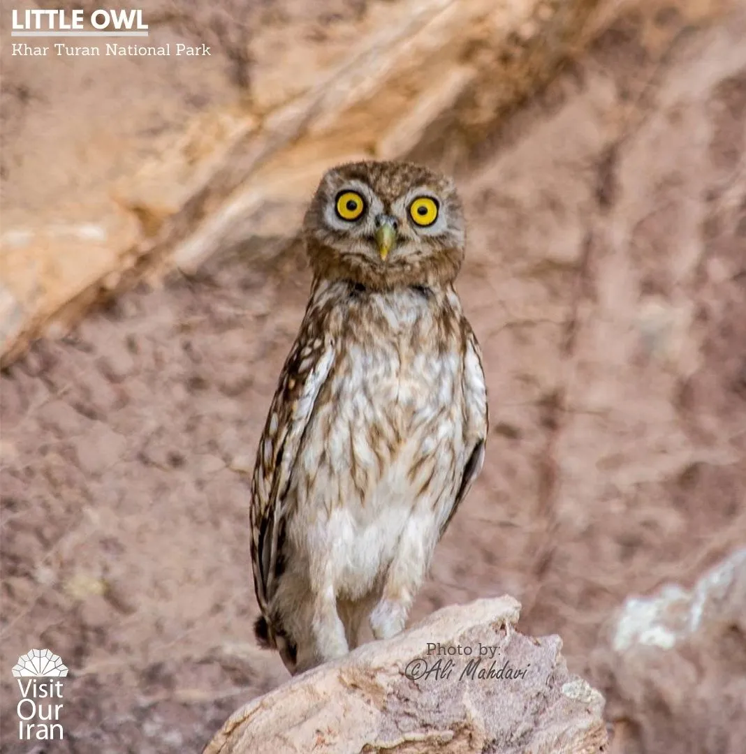 little owl 1