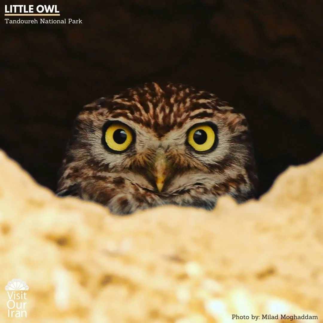 little owl