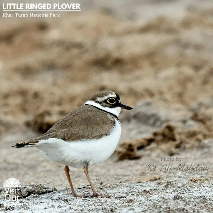 little ringed plover