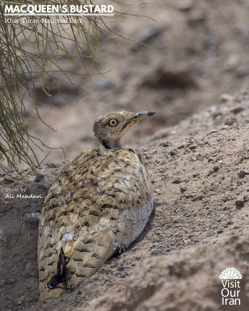 macqueens bustard