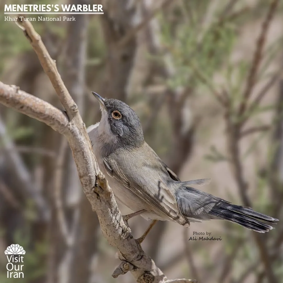 menetriess warbler