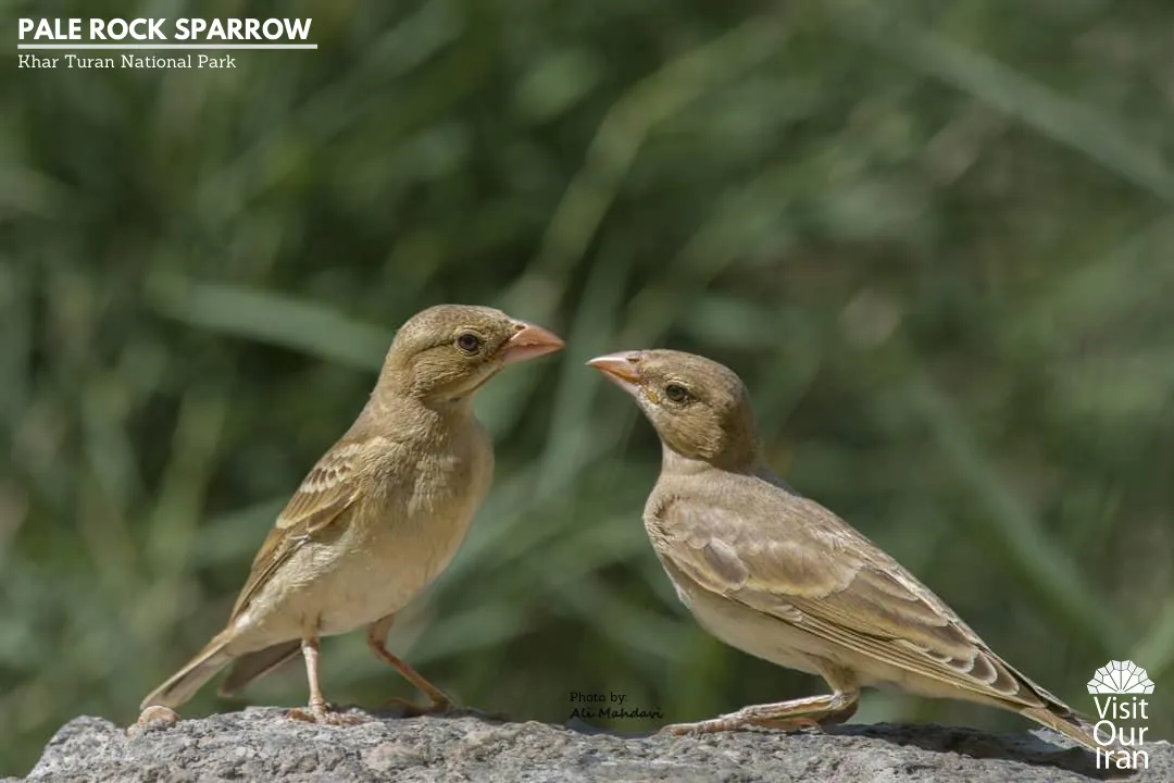 pale rock sparrow 1