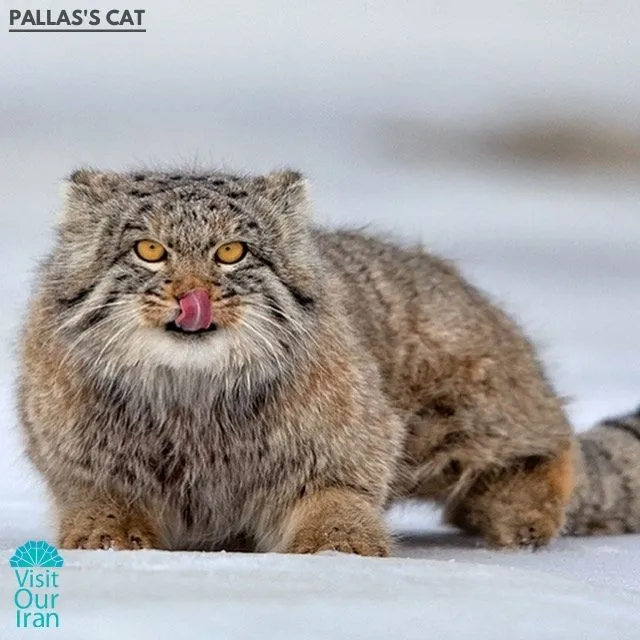 pallass cat