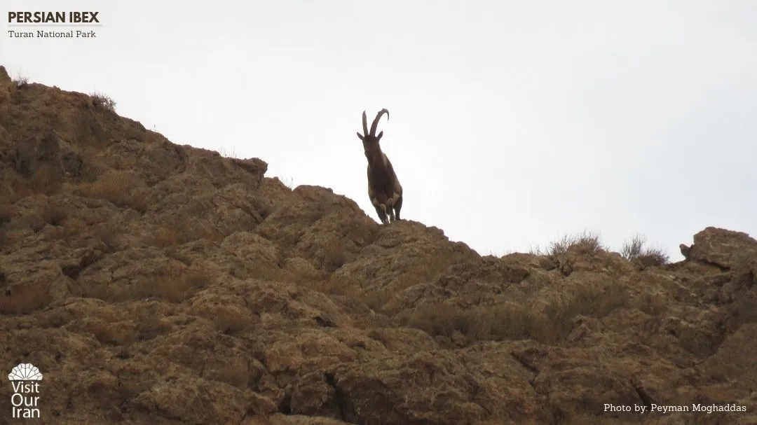 persian Ibex 3