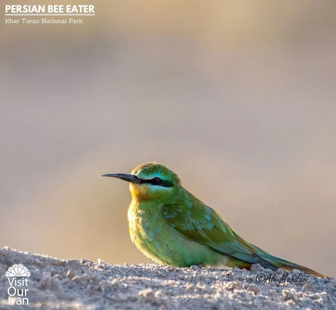 persian bee eater