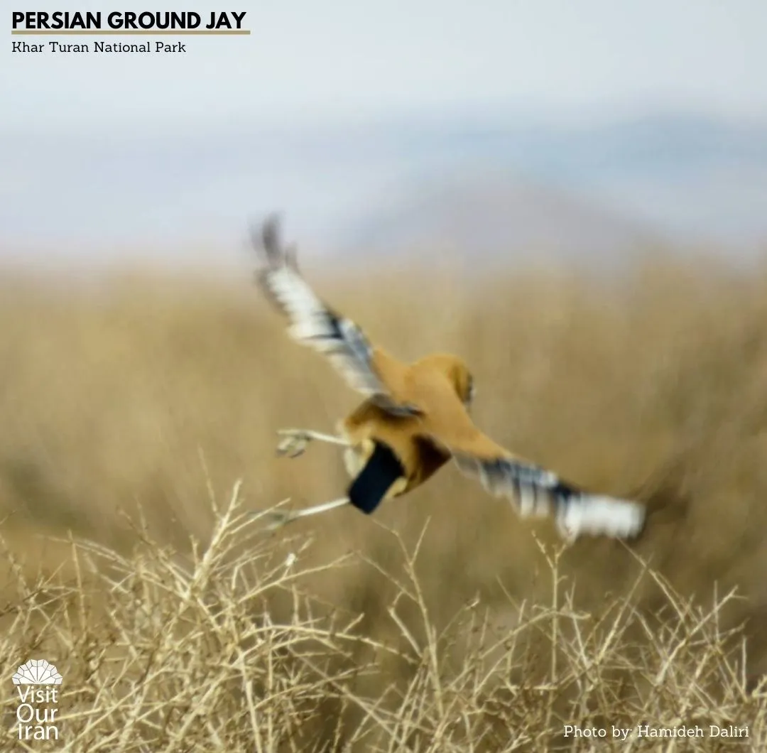 persian ground jay 2