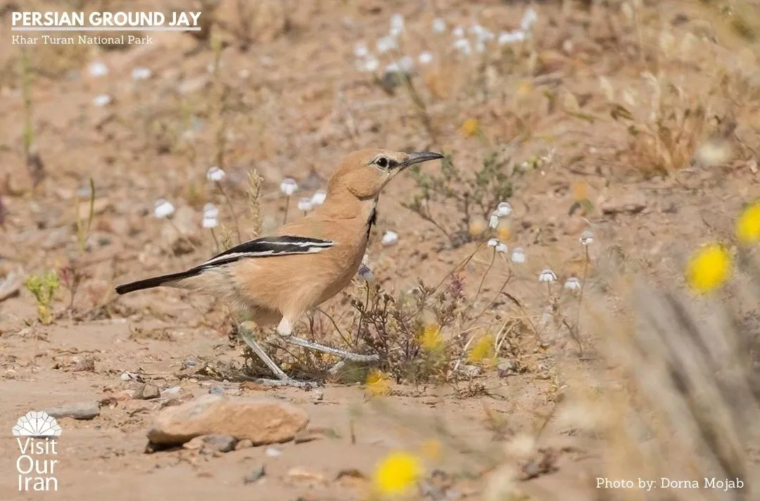 persian ground jay