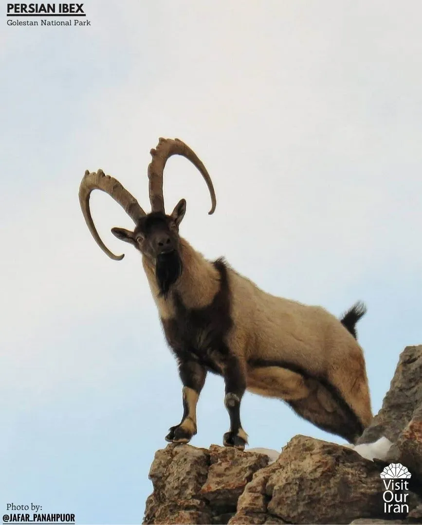 persian ibex 1