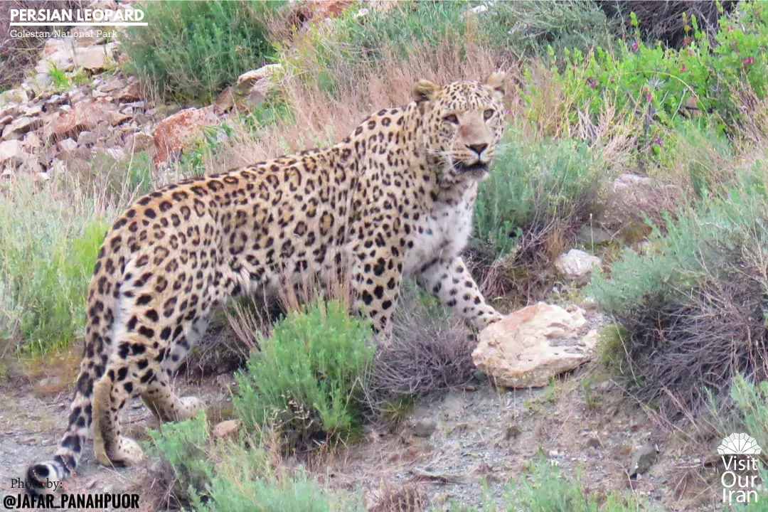 persian leopard 1 1