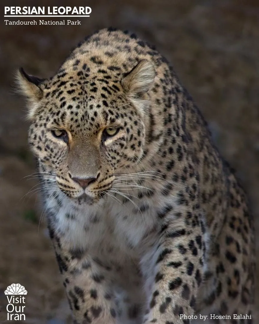 persian leopard 2