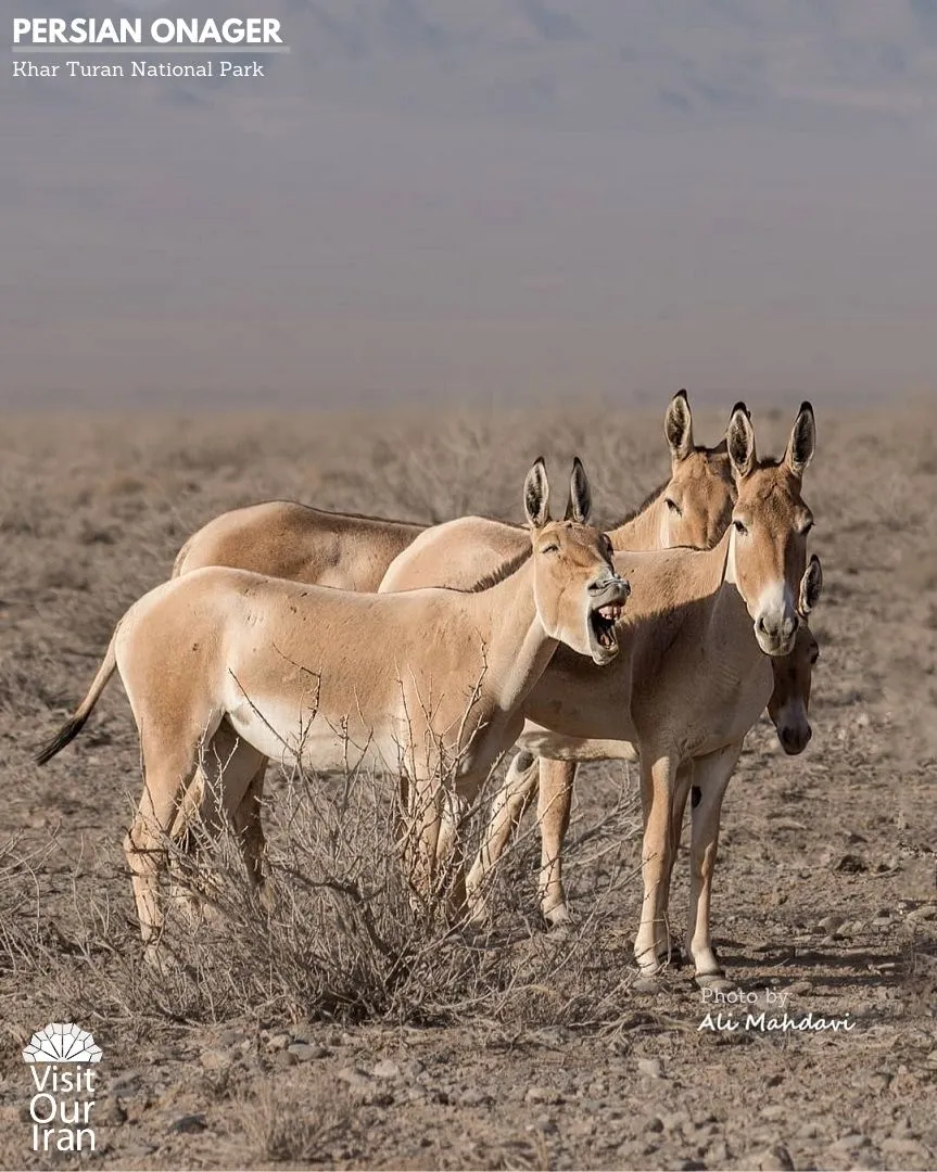 persian onager 1