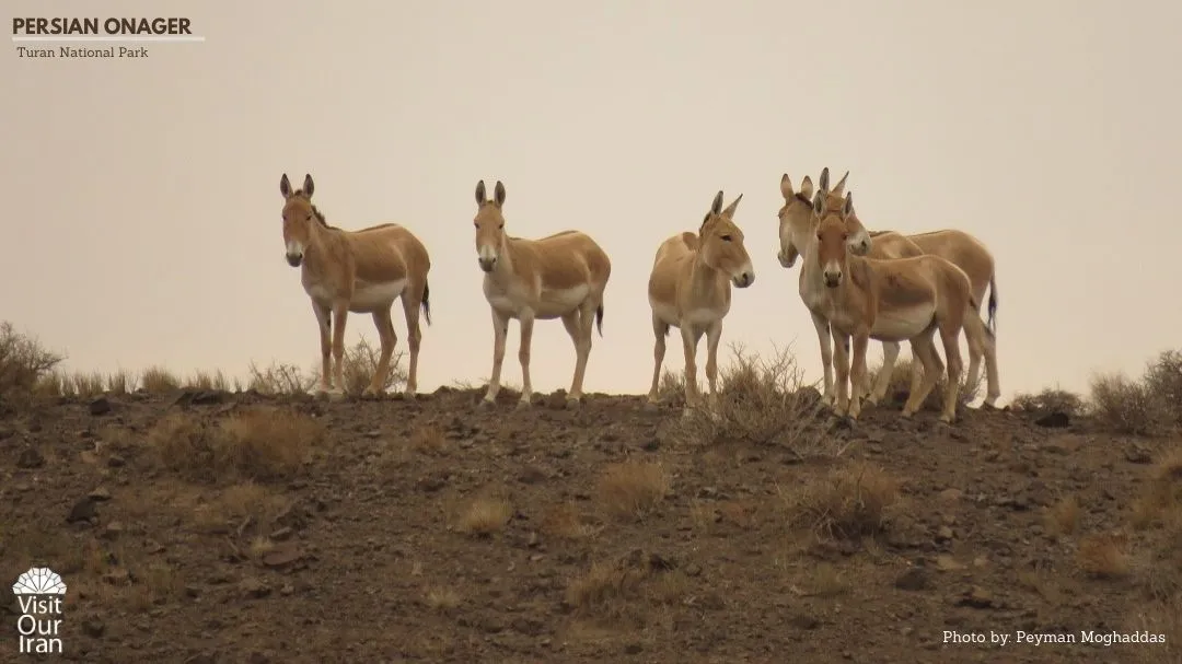 persian onager