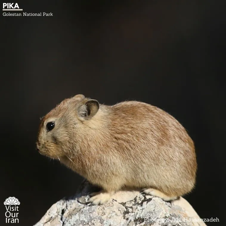 pika