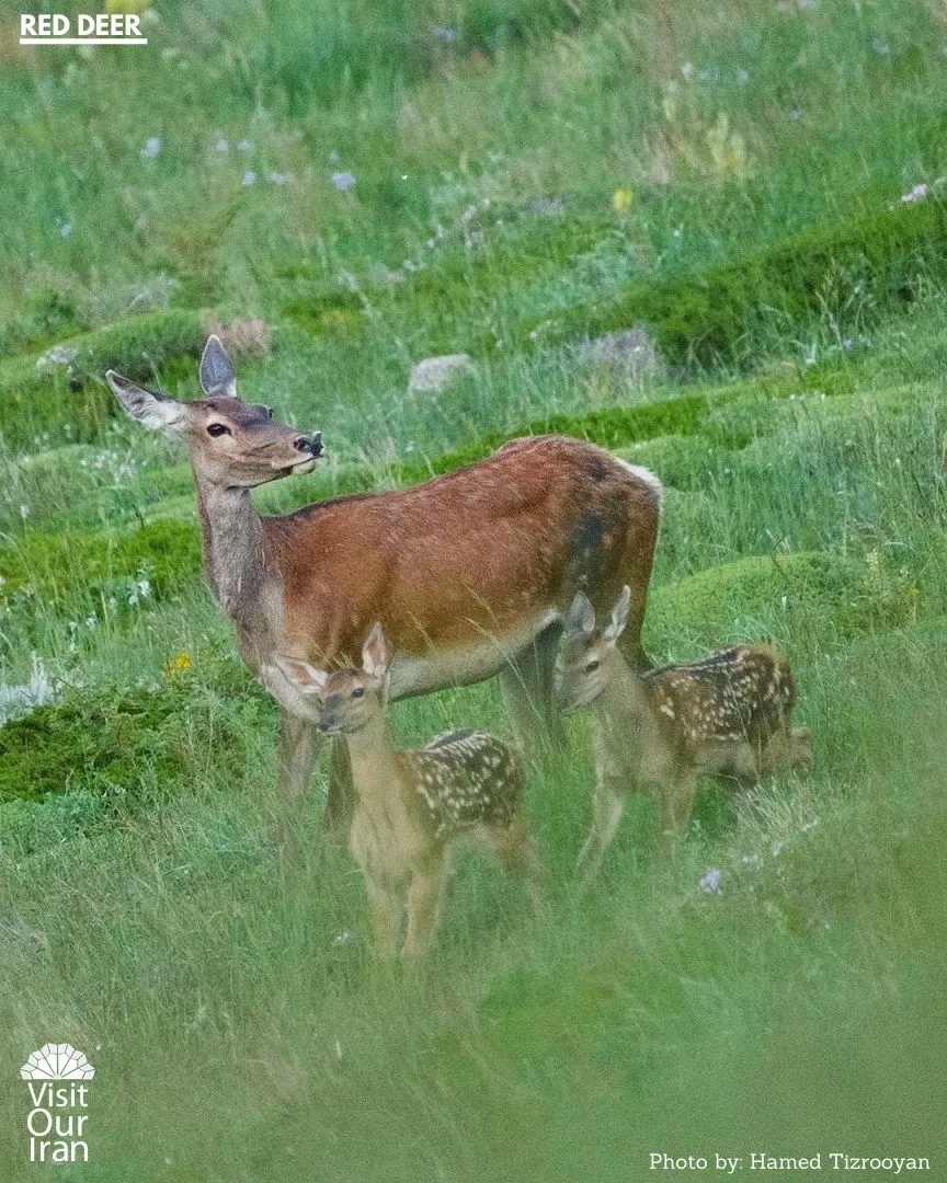 red deer 1