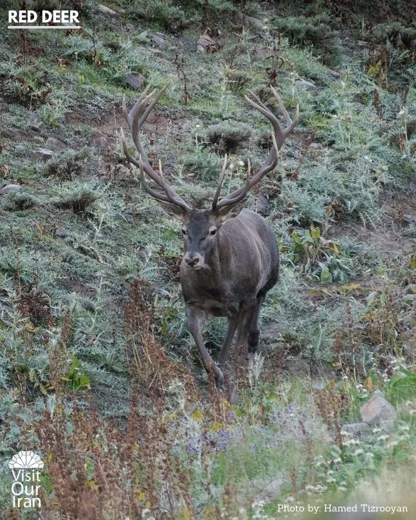 red deer