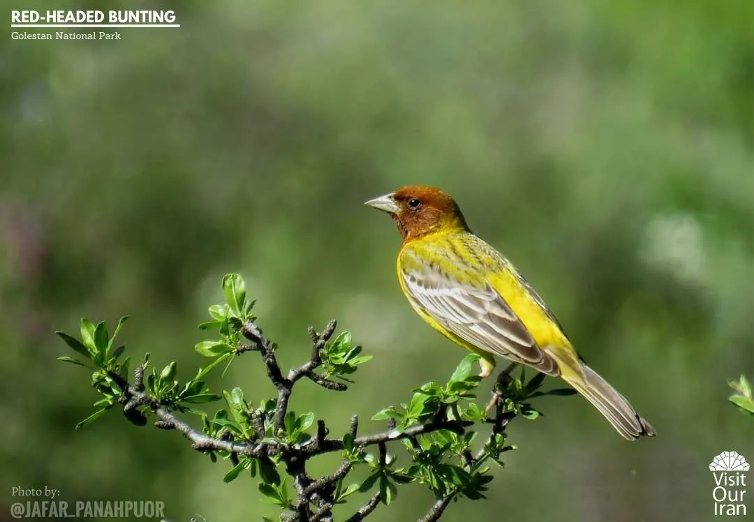 red headed bunting