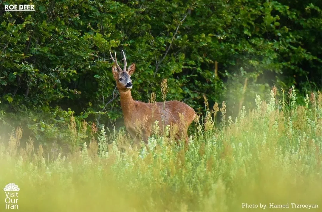 roe deer 1 1