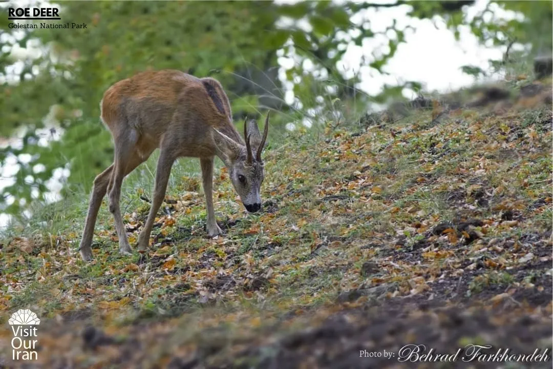 roe deer