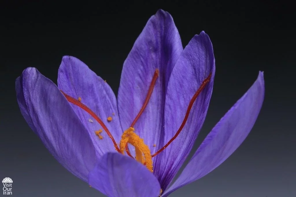 Iranian Saffron