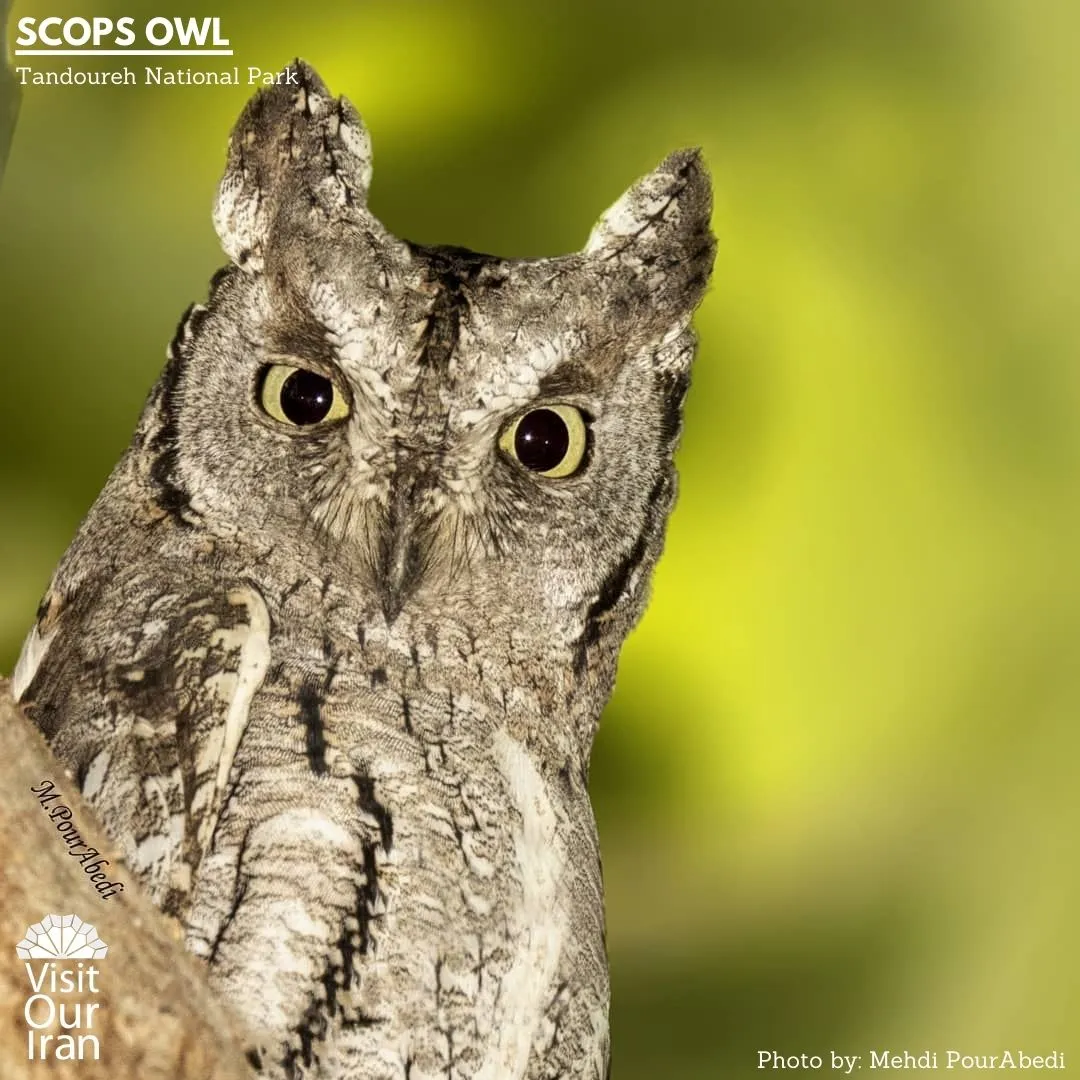 scops owl 1
