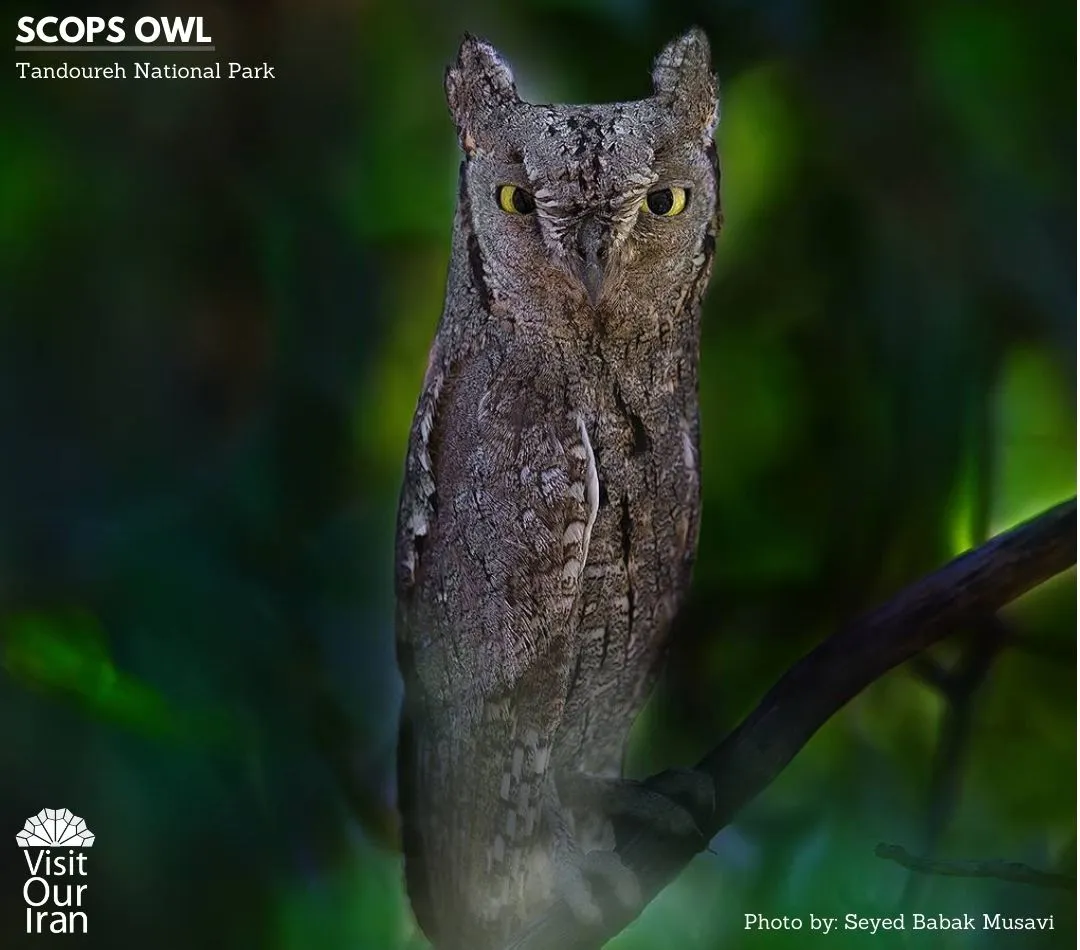 scops owl