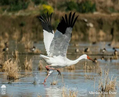 siberian white crane 6 square