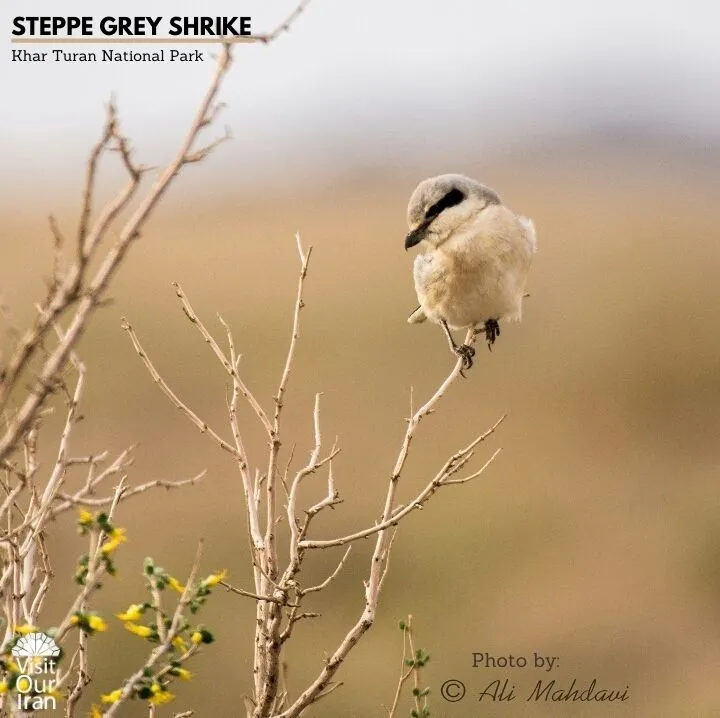 steppe grey shrike