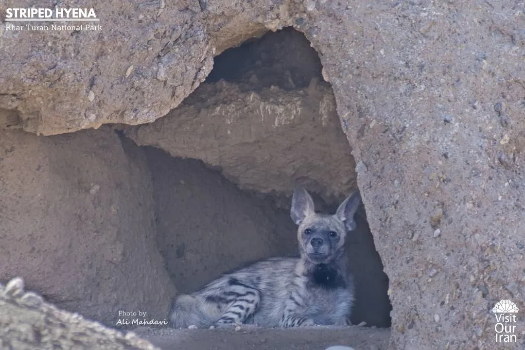 striped hyena