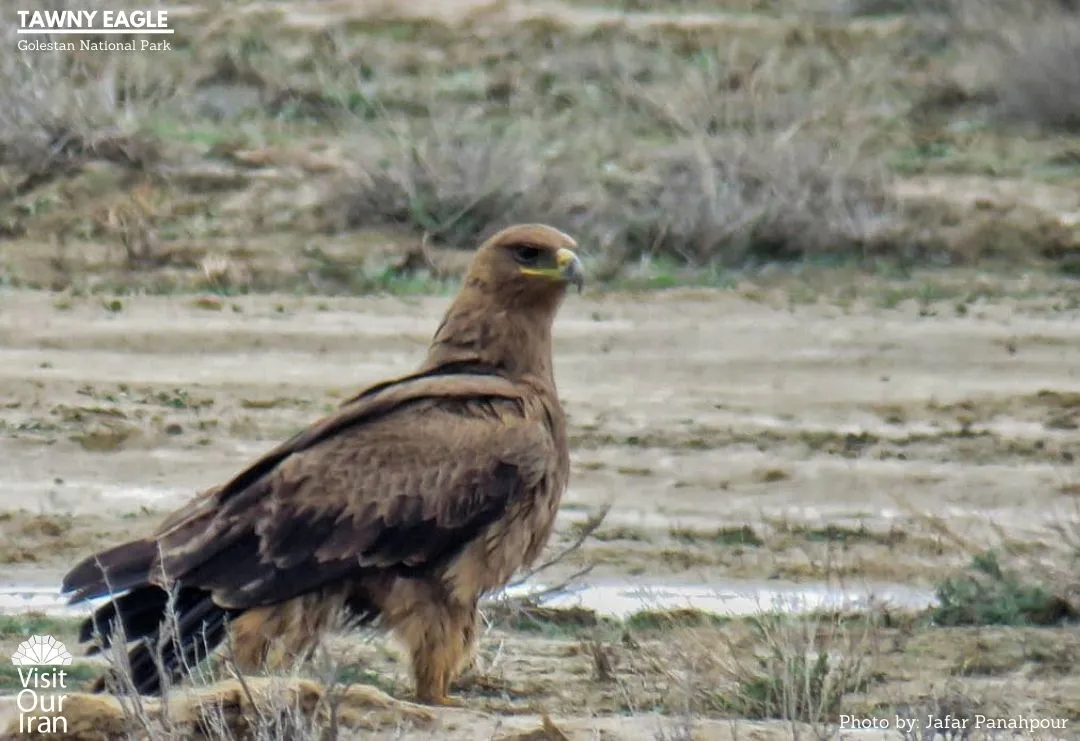 tawny eagle