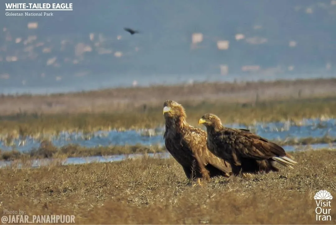 white tailed eagle