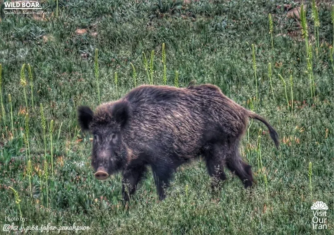 wild boar 1
