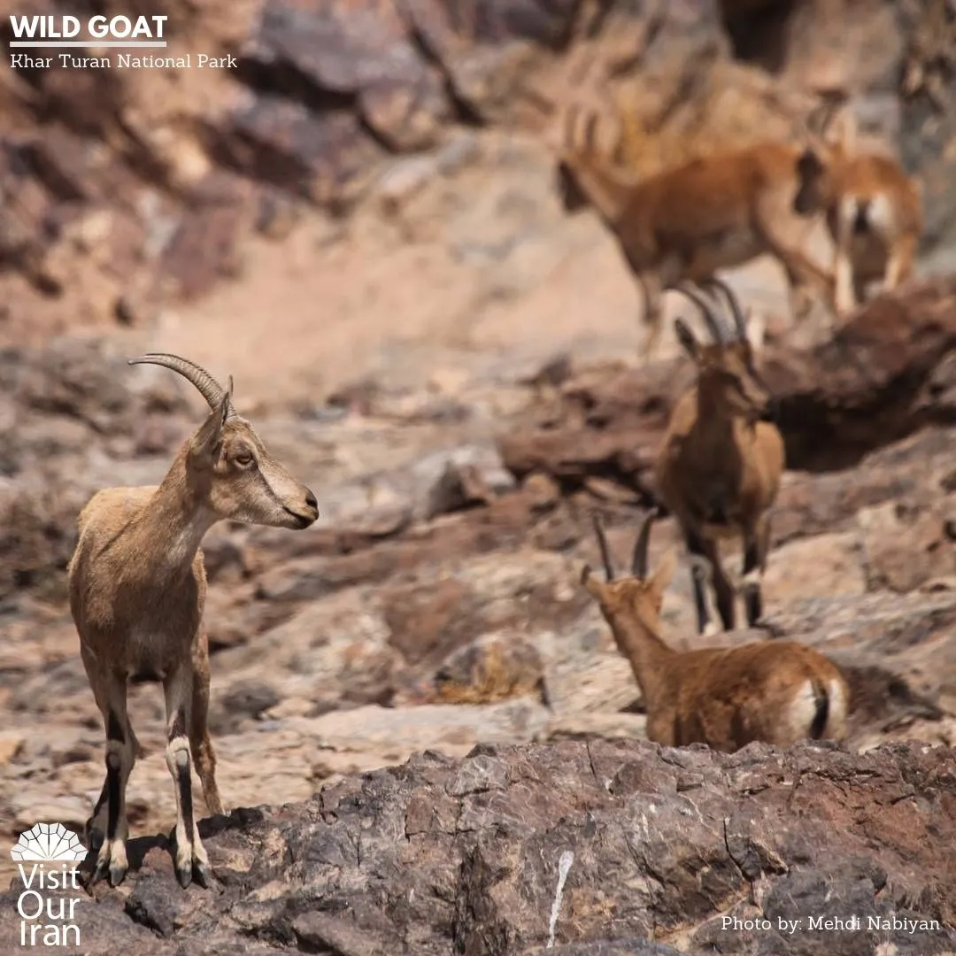 wild goat 2