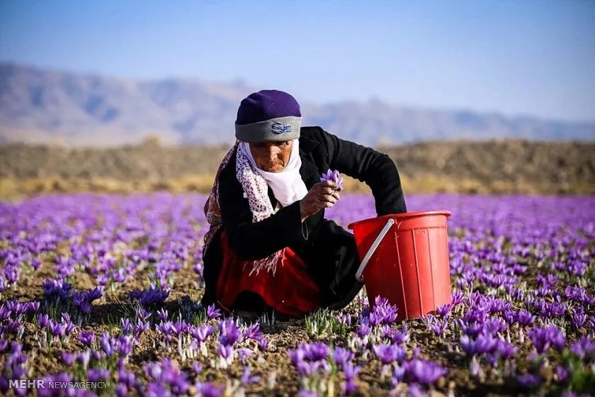 woman on a saffron field