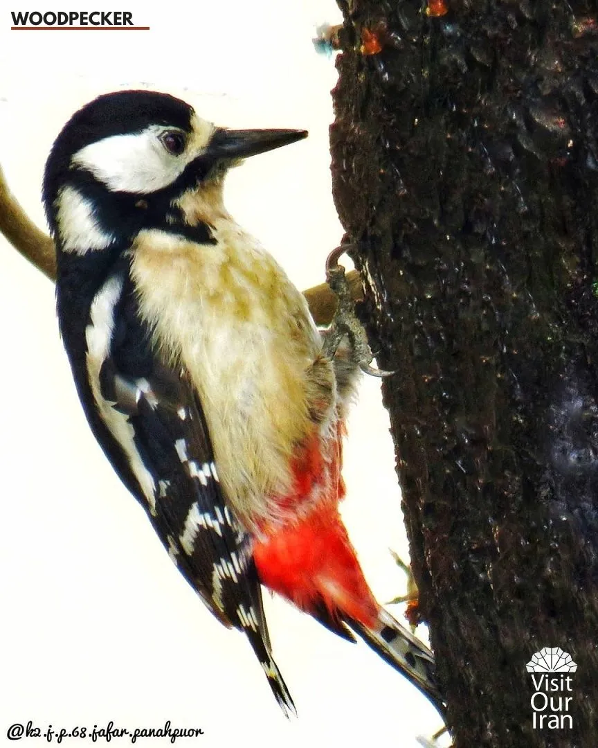 wood pecker